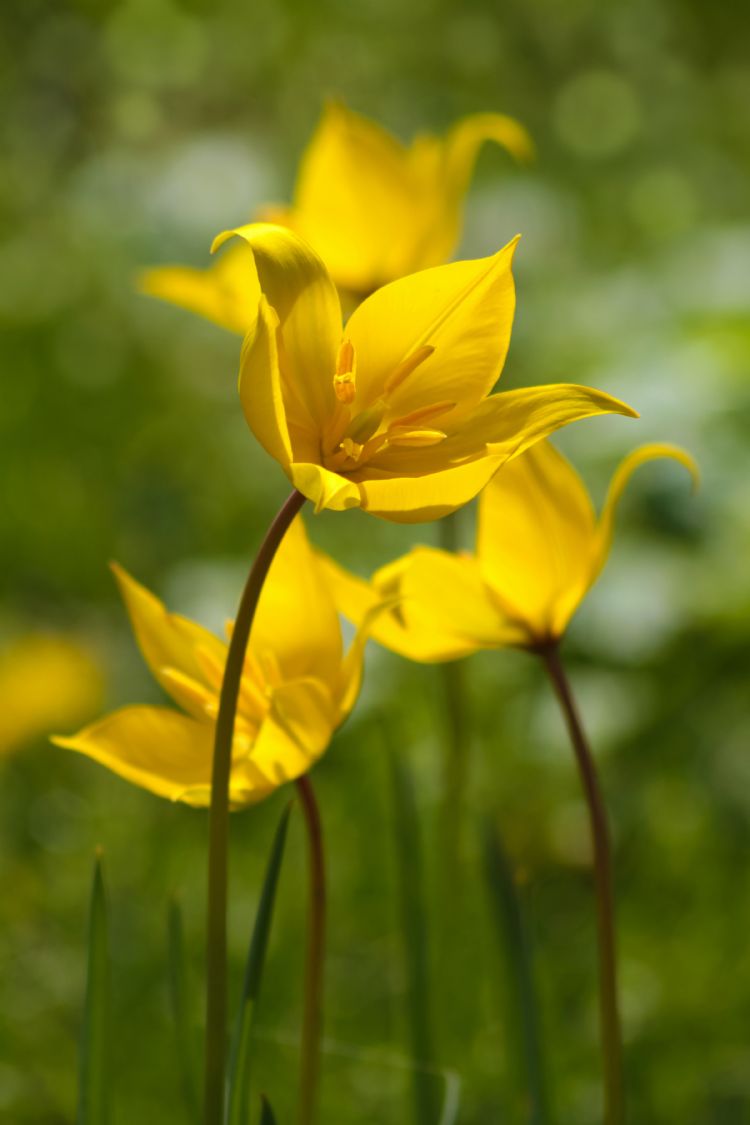 Tulipa sylvestris Tulipa sylvestris