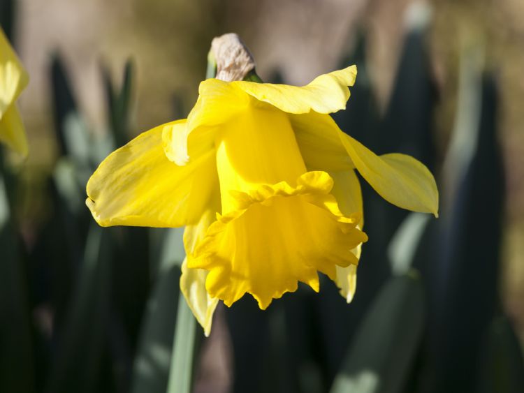 Narcissus 'Rijnveld's Early Sensation' Narcissus 'Rijnveld's Early Sensation'