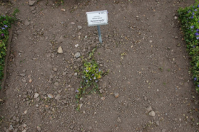 In de zomer van 2013 was er van de variëteit 'Aureovariegata' nog maar één plant over vanwege de lage winterhardheid. Deze was ook kleiner dan toen hij in juni 2010 werd geplant.
