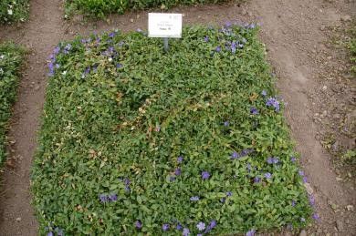 <i>Vinca minor</i> 'Anna' had het proefperceel in de zomer van het laatste testjaar volledig en dicht bedekt, zodat onkruid vrijwel geen kans kreeg. Beter kon niet, vandaar het hoge cijfer 9 voor bodembedekking. <i>Vinca minor</i> 'Anna' had het proefperceel in de zomer van het laatste testjaar volledig en dicht bedekt, zodat onkruid vrijwel geen kans kreeg. Beter kon niet, vandaar het hoge cijfer 9 voor bodembedekking.