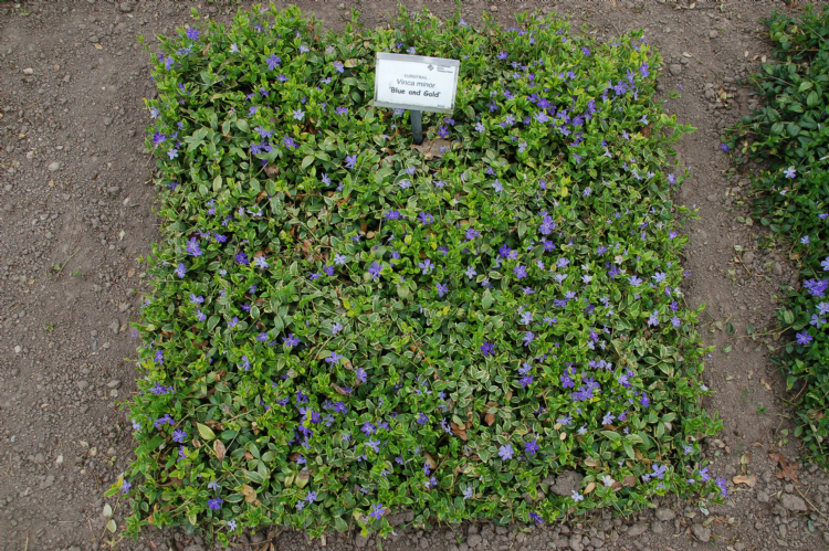 <i>Vinca minor</i> 'Blue and Gold' kwam als beste uit de bus in Ellerhoop, vooral dankzij zijn vrolijke geelgroene kleuren. <i>Vinca minor</i> 'Blue and Gold' kwam als beste uit de bus in Ellerhoop, vooral dankzij zijn vrolijke geelgroene kleuren.
