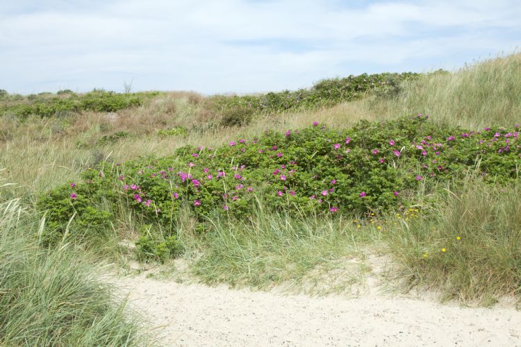 Rosa rugosa in de duinen bij Grenen-Denemarken