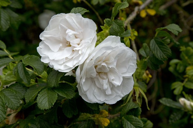Rosa 'Blanc Double de Coubert' Rosa 'Blanc Double de Coubert'