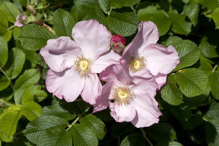 rosa DAGMAR HASTRUP ('Fru Dagmar Hastrup') rosa DAGMAR HASTRUP ('Fru Dagmar Hastrup')