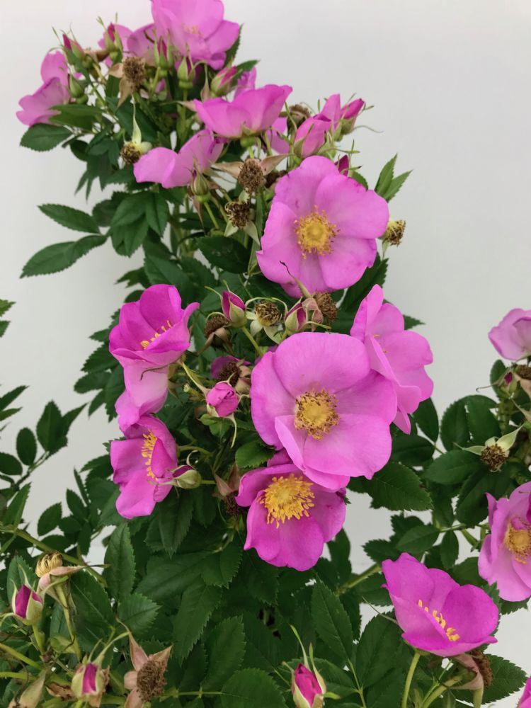 JAM-A-LICIOUS ('Spekjam') JAM-A-LICIOUS ('Spekjam')