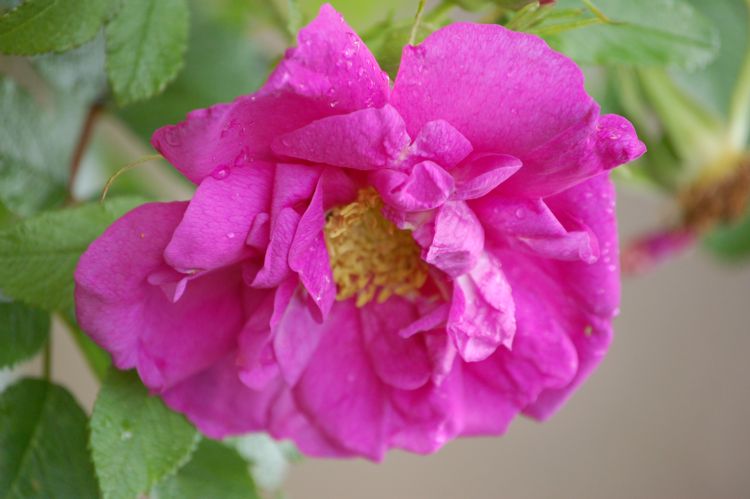 Huhu.The original uploader was Huhu at German Wikipedia., Public domain, via Wikimedia Commons Huhu.The original uploader was Huhu at German Wikipedia., Public domain, via Wikimedia Commons