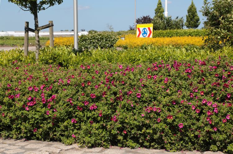 Rosa Short Track ('Bokratrack') Rosa Short Track ('Bokratrack')