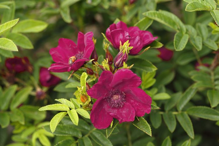 Rosa STRANDPERLE® NORDERNEY ('Tan14661') Foto: Rosen Tantau Rosa STRANDPERLE® NORDERNEY ('Tan14661') Foto: Rosen Tantau