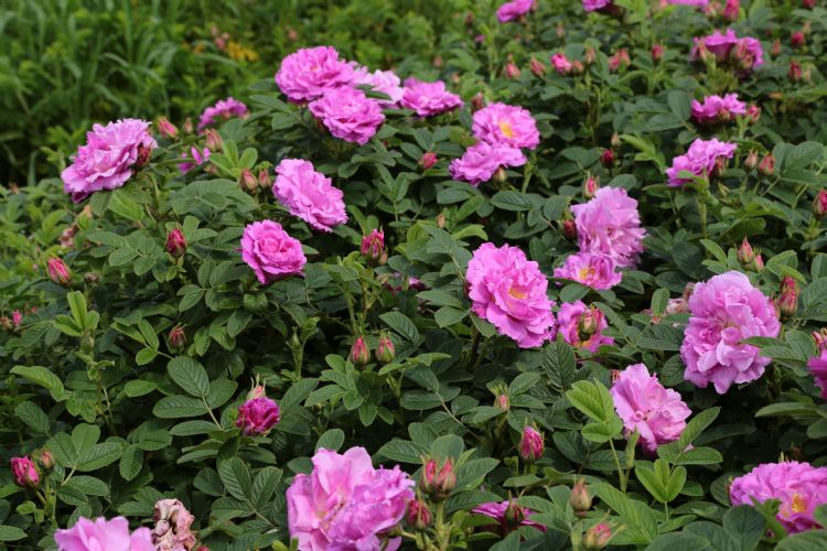 Rosa STREET DANCE ('Boruistda') Rosa STREET DANCE ('Boruistda')