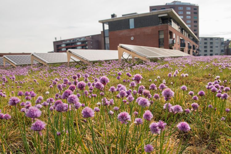 Daktuin van het Stadskantoor in Helmond