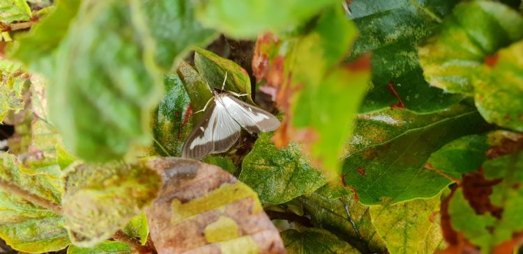 De witte 'normale' buxusmot. Foto: Pim Lemmers