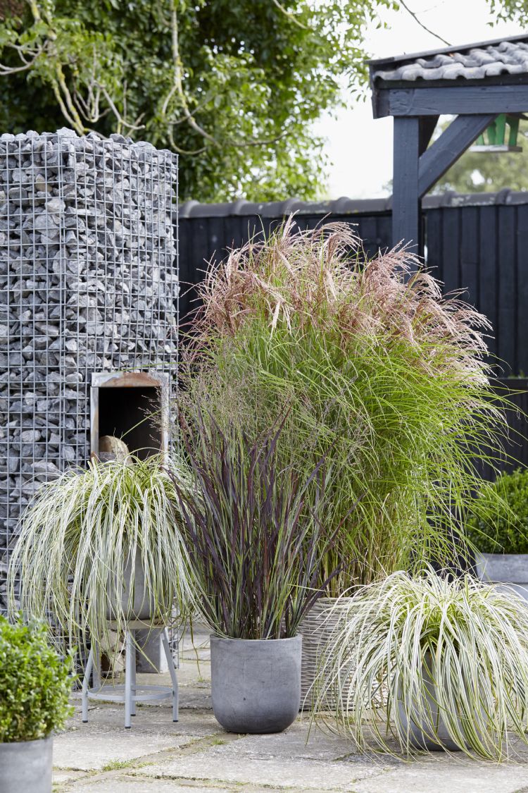 Panicum-Purple Breeze Panicum-Purple Breeze