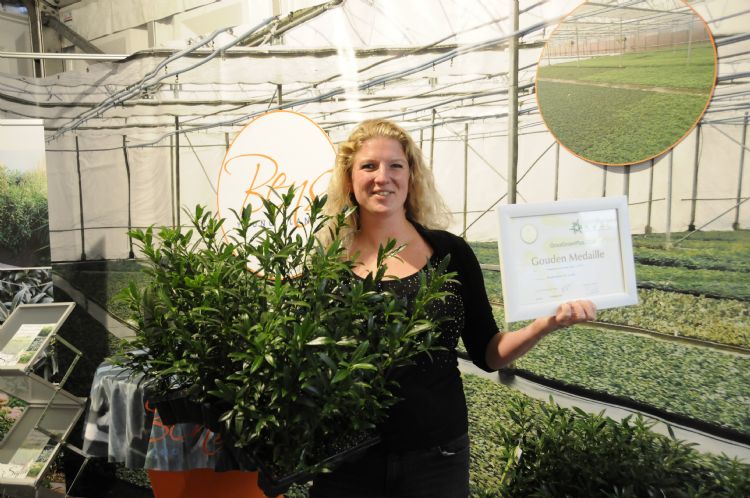 Susanne Blom wint een Gouden Medaille op Groot Groen Plus 2019 met Prunus laurocerasus 'Sofia' 