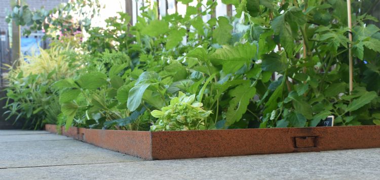 Tuin met randbegrenzing Tuin met randbegrenzing