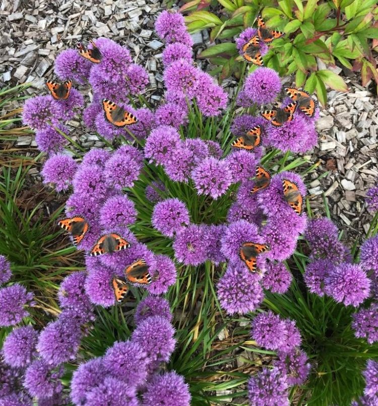 De plant is geliefd bij vlinders zoals de kleine vos.