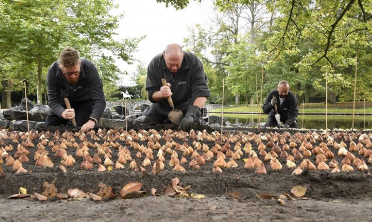 De eerste bollen gingen vorige week de grond in bij het Witte Paard, een bekende plek in Keukenhof.