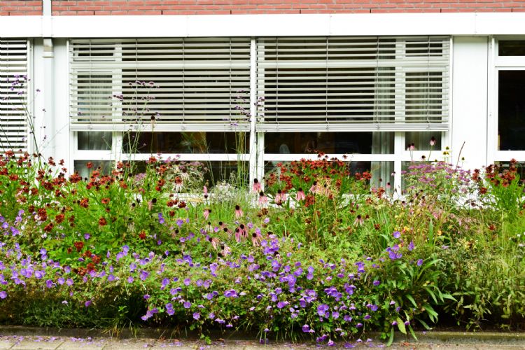 De prairietuin bij het het Jelgerhuis in Leeuwarden. Foto: Anke Jensma