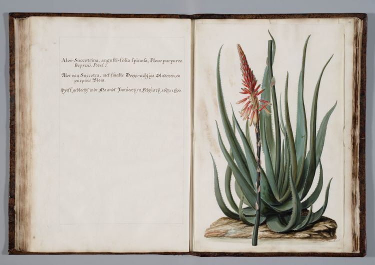 Op de tentoonstelling zijn veel historische prenten van bloemen en planten te zien.
