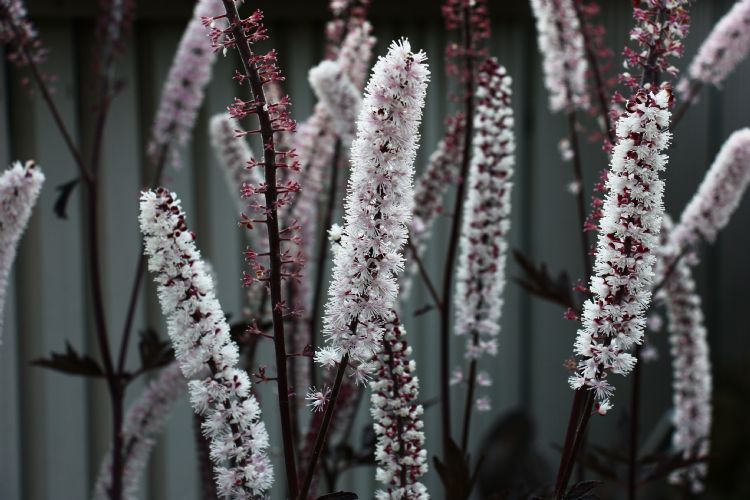 Actea simplex 'Brunette' Actea simplex 'Brunette'