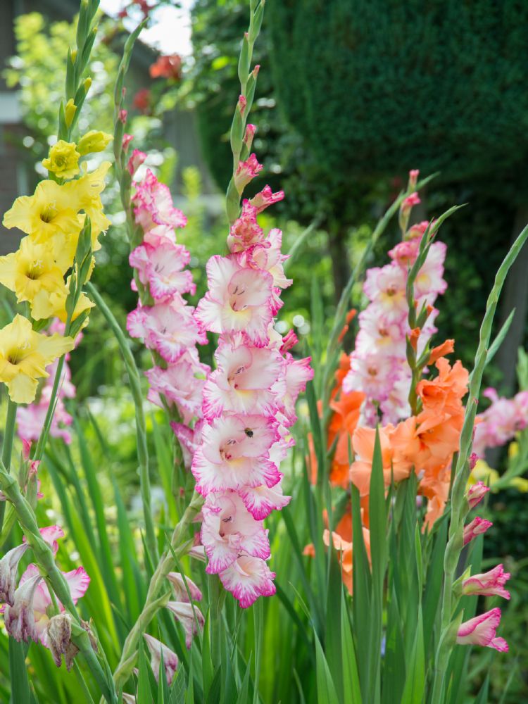 Gladiolus grootbloemig Gladiolus grootbloemig