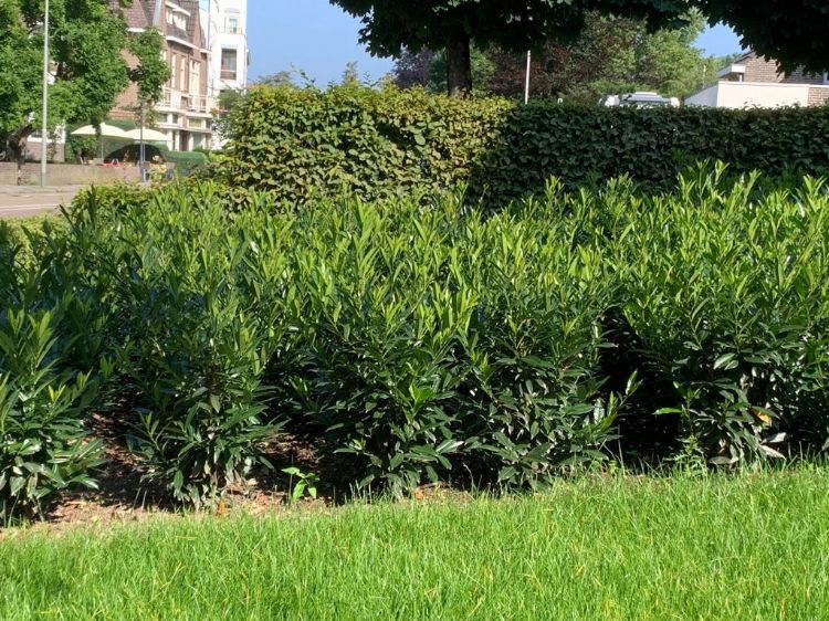 Prunus Otto Supreme Prunus Otto Supreme