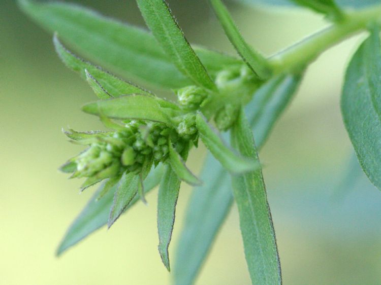 Alsemambrosia. Foto: R. A. Nonenmacher, CC BY-SA 4.0 <https://creativecommons.org/licenses/by-sa/4.0>, via Wikimedia Commons