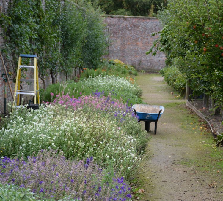 <i>Salvia</i>-border <i>Salvia</i>-border