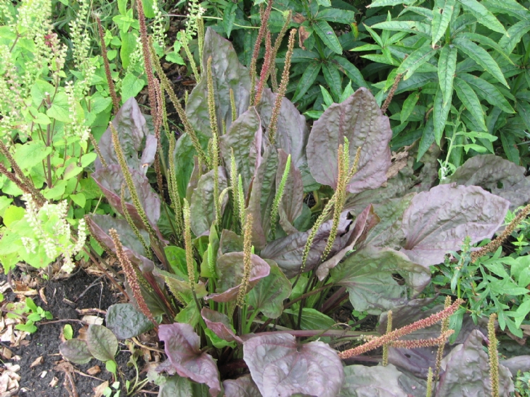 De inheemse <i>Plantago major</i> 'Purpurea'