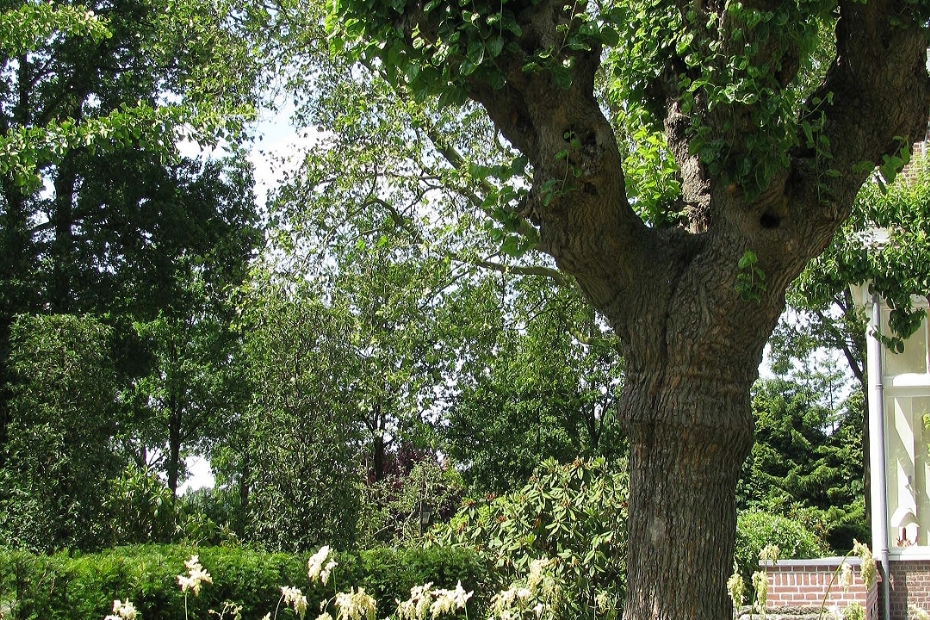 Bron: De Zanderik Bron: De Zanderik