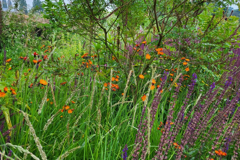 Een spectaculair natuurlijk effect door een combinatie van oranje havikskruid met <i>Sesleria autumnalis</i> en <i>Salvia</i> 'Caradonna'