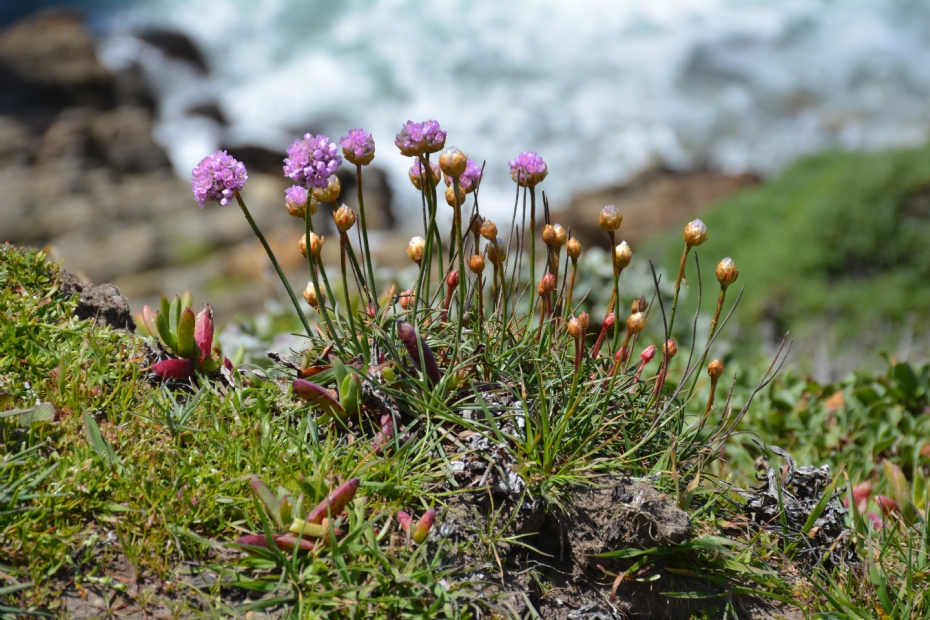 <i>Armeria maritima</i>