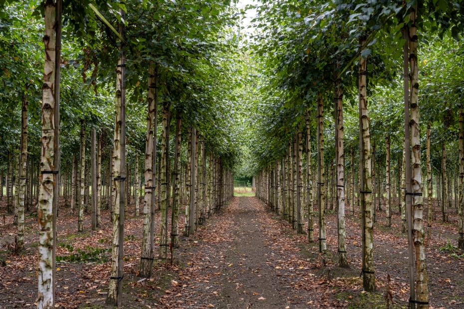 De vraag naar grotere maten van laanbomen en meerstammen groeit