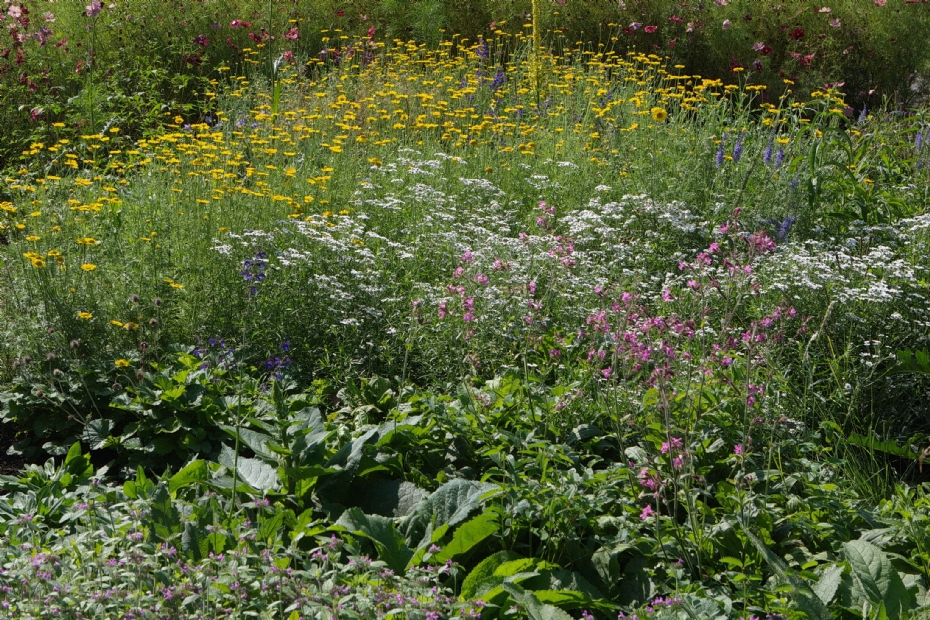 Met het concept Living Landscape wil Griffioen zorgen voor meer biodiversiteit (foto: Griffioen Wassenaar)