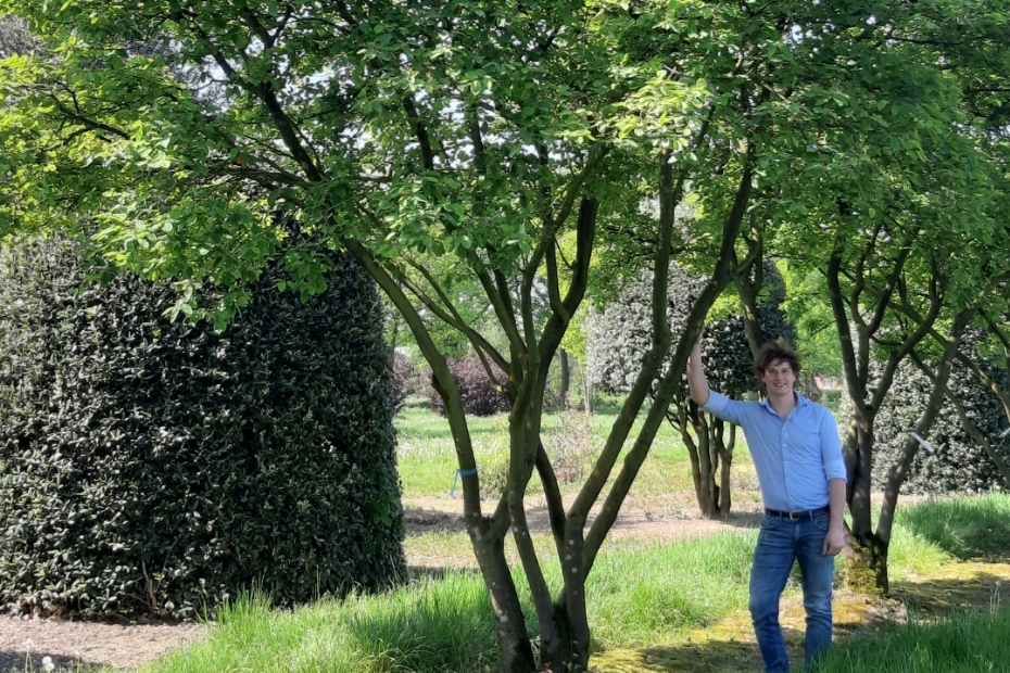 Ebben is specialist in het kweken van karakteristieke bomen in grote maten (op deze foto <i>Amelancier</i>), maar hoveniers kunnen er voor al hun plantmateriaal terecht.