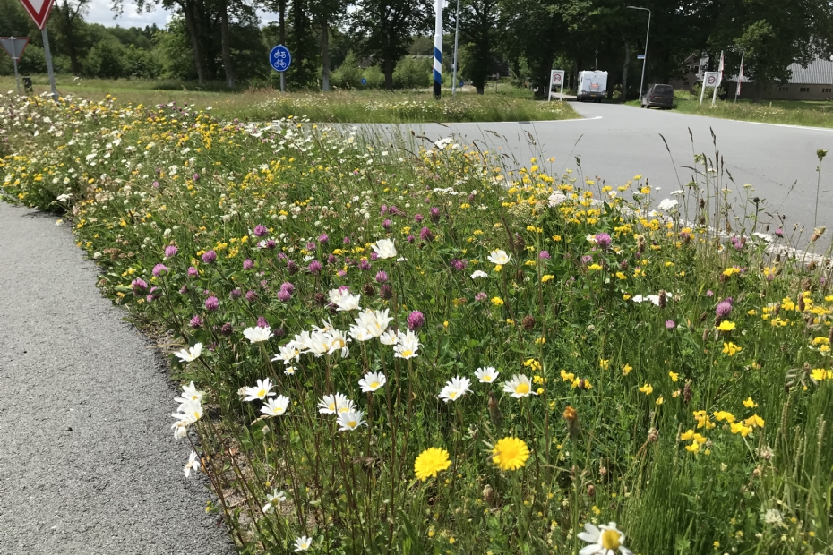 Voorbeeld van een kruidenmengsel van Cruydt-Hoeck in de openbare ruimte. Met het ontwikkelen van de nieuwe streekeigen mengsels kunnen ook particuliere tuinbezitters en hoveniers aan de slag met lokale biodiversiteit. 