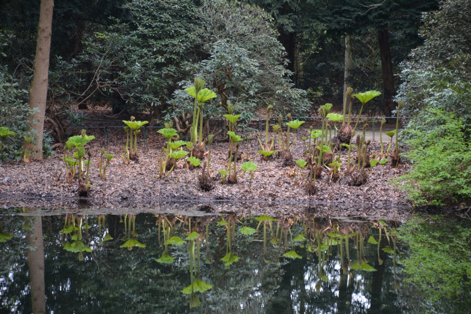 <i>Gunnera manicata</i> in het voorjaar