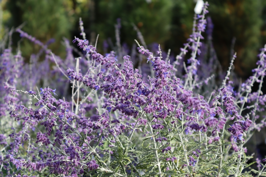 <i>Perovskia atriplicifolia</i> 'Blue Spire'