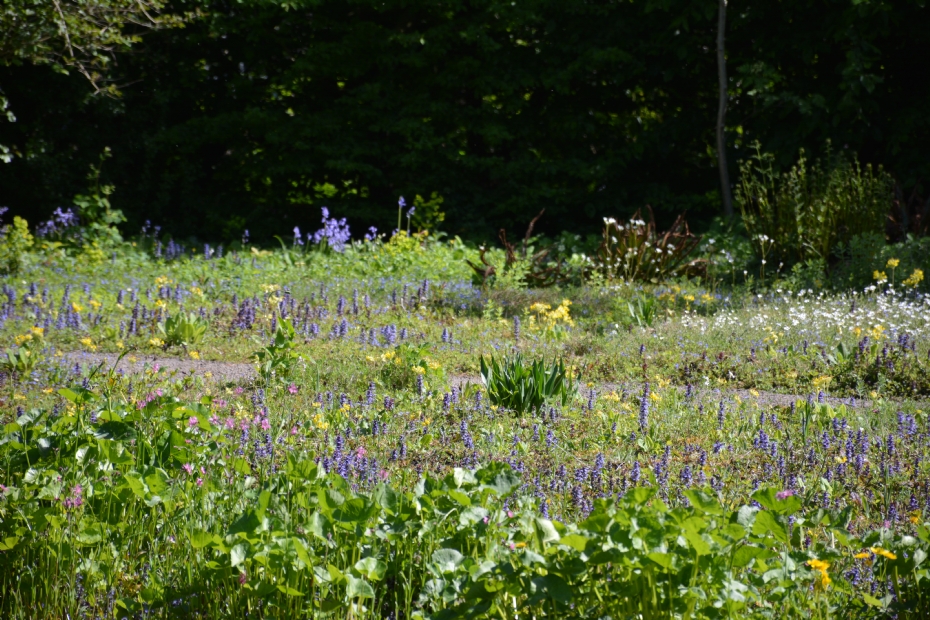 Overzicht van een veenwadi-gebiedje waarin <i>Caltha, Ajuga</i> en <i>Primula veris</i> goed gedijen 