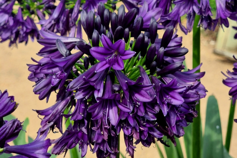 Agapanthus BlackJack