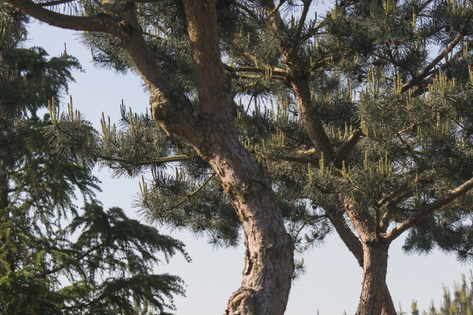 <i>Pinus sylvestris</i> 'Windbraut'