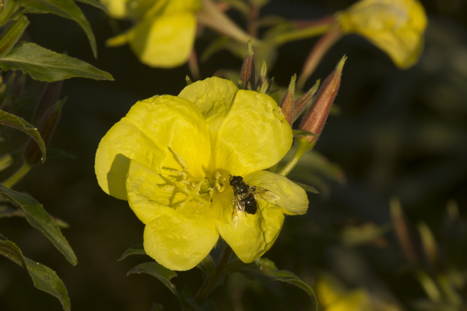 <i>Origanum vulgare</i> <i>Origanum vulgare</i>