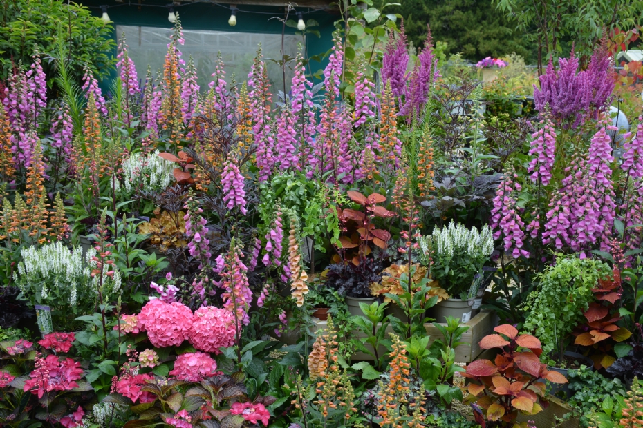 <i>Digitalis ferruginea</i> 'Gigantea'