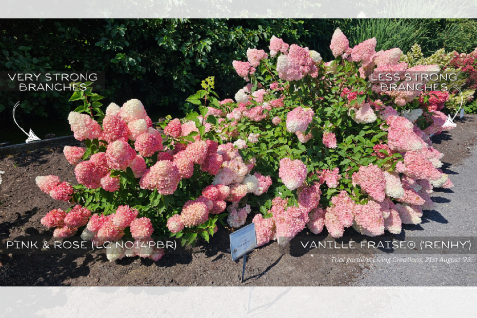 Hydrangea paniculata Pink & Rose ('LC NO14'PBR)