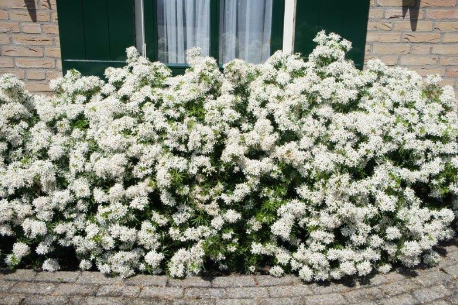 <i>Choisya</i> WHITE DAZZLER