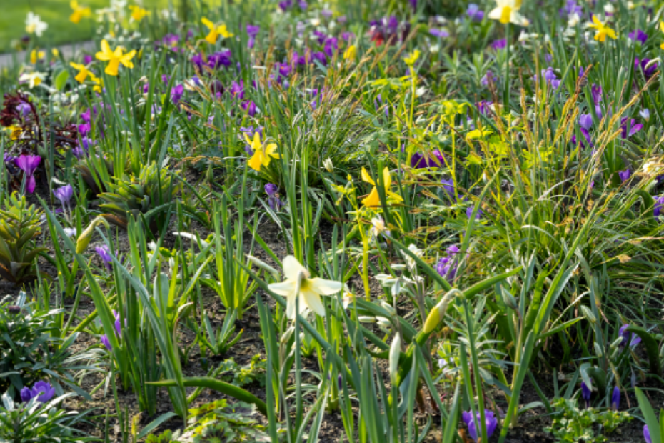 Na de Keukenhof: Bulb Mania Mix