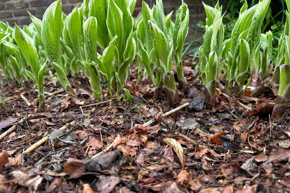 Slakken komen in grote getalen onder de mulchlaag vandaan (Beeld: Bloemenpark Appeltern)