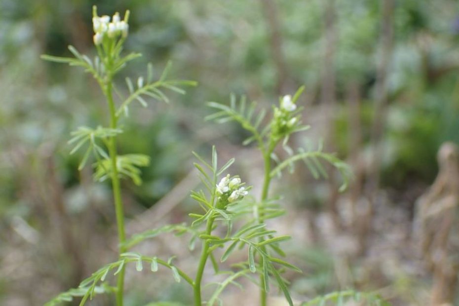 Cardamine parviflora (Bron: Sipke Gonggrijp)