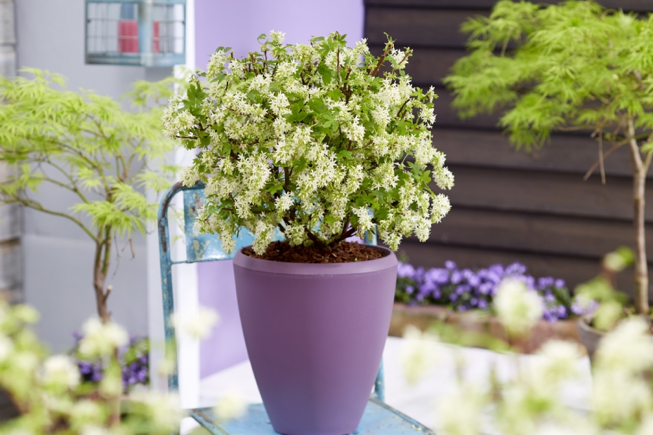 Ribes sanguineum 'Oregon Snowflake'