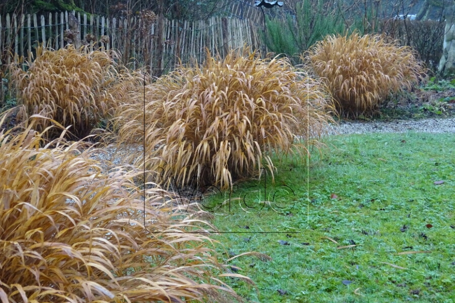 Hakonechloa in de herfst/winter. Foto: Perennial Power