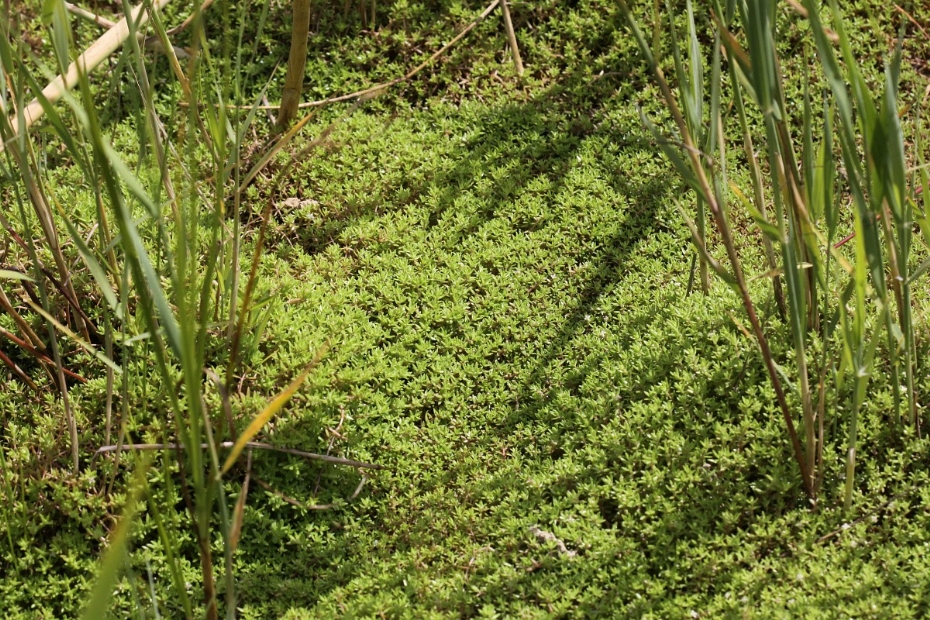 Crassula helmsii 7, Watercrassula, Saxifraga (Peter Meininger free nature images)